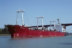 Thumbnail Image for Stella