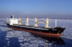 Thumbnail Image for Cineraria oncontextmenu=