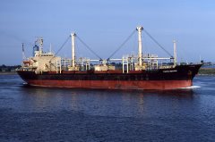 Thumbnail Image for Pacific Wistaria