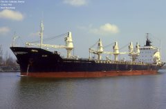 Thumbnail Image for Alca