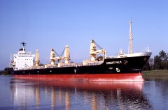 Thumbnail Image for Regent Palm oncontextmenu=