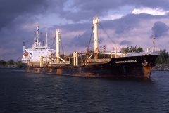 Thumbnail Image for Maritime Gardenia