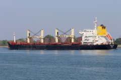 Thumbnail Image for Orient Tiger oncontextmenu=