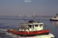 Thumbnail Image for Angus-M