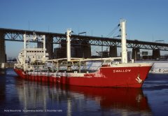 Thumbnail Image for Swallow oncontextmenu=