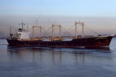 Thumbnail Image for Regent Marigold