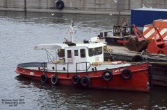 Thumbnail Image for Cape-Crow