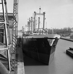 Thumbnail Image for World Jasmine