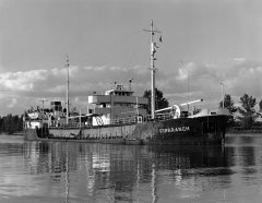 Thumbnail Image for Firbranch