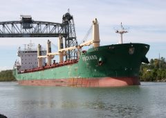 Thumbnail Image for Pochard