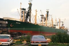 Thumbnail Image for Gilia