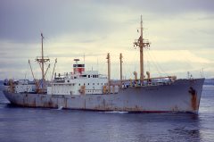 Thumbnail Image for Camelia