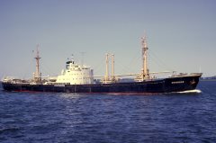 Thumbnail Image for Primrose