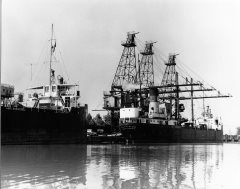 Thumbnail Image for Outarde