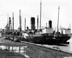 Thumbnail Image for Outarde