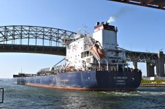 Thumbnail Image for Algoma Bear