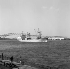 Thumbnail Image for Tropical Plywood oncontextmenu=