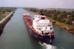 Thumbnail Image for Algowood