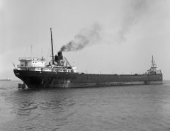 Thumbnail Image for Outarde