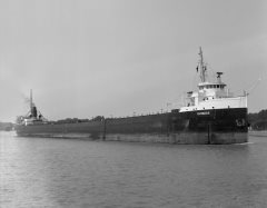 Thumbnail Image for Outarde