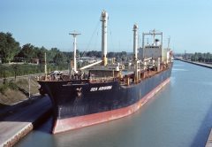 Thumbnail Image for Sea Krishna