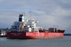 Thumbnail Image for Hafnia Lupus