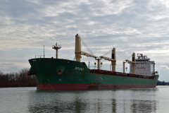 Thumbnail Image for Brant