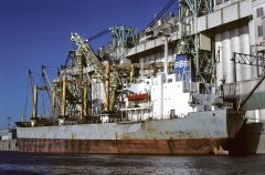 Thumbnail Image for Navarino