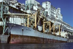 Thumbnail Image for Navarino