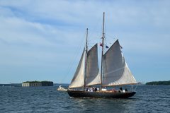 Thumbnail Image for Bagheera