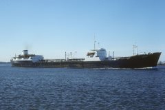 Thumbnail Image for Camellia B. oncontextmenu=