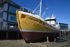 Thumbnail Image for Gull Borg