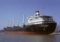 Thumbnail Image for Wilfred