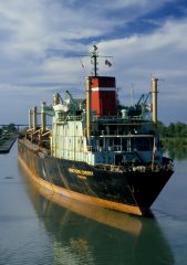 Thumbnail Image for Northern Cherry style=