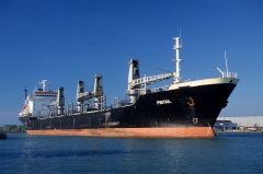 Thumbnail Image for Pintail oncontextmenu=