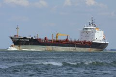 Thumbnail Image for Hornisse