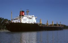 Thumbnail Image for Begonia