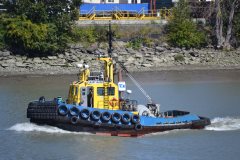 Thumbnail Image for Saam Shark