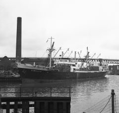 Thumbnail Image for Camellia oncontextmenu=