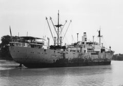 Thumbnail Image for Lionne