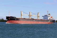 Thumbnail Image for African Jacaranda oncontextmenu=